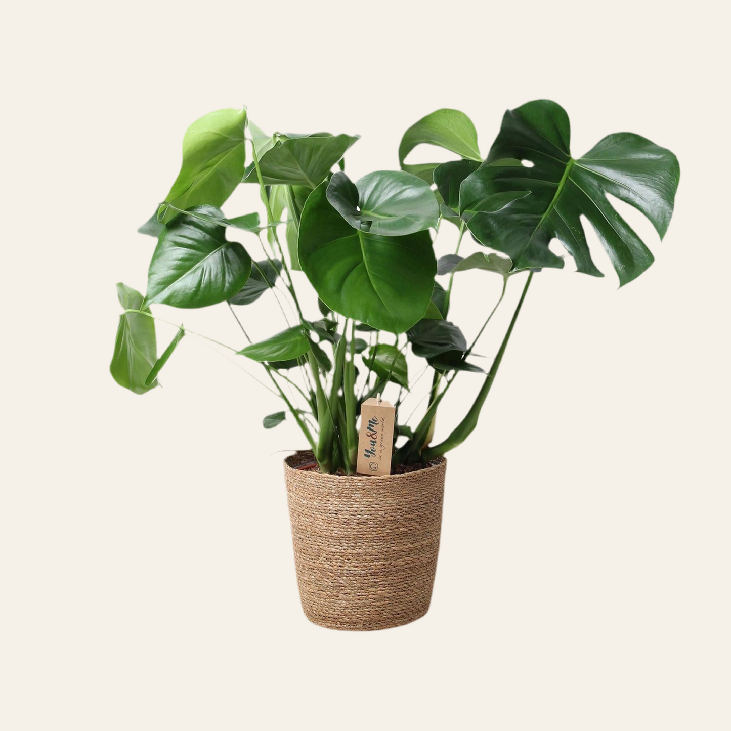 Monstera Deliciosa - Ø21cm - ↕60cm