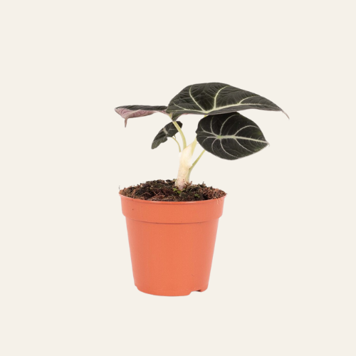 Alocasia Black Velvet