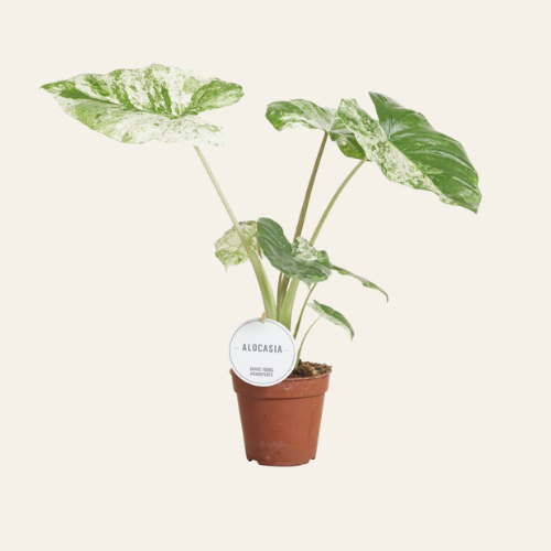 Alocasia Macrorrhiza Splash