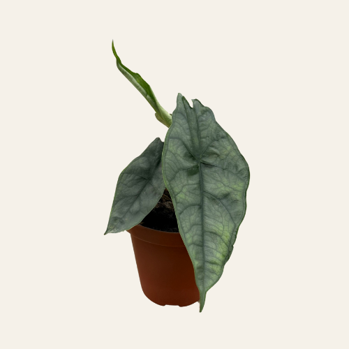 Alocasia Dragon Breath