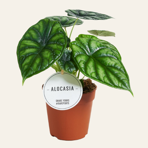 Alocasia Dragon Scale