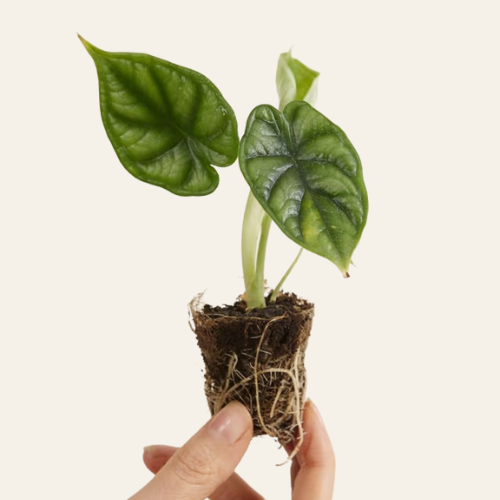 Alocasia Dragon Scale