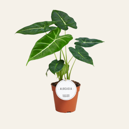 Alocasia Frydek
