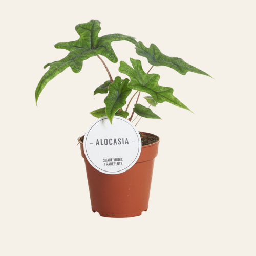 Alocasia Jacklyn