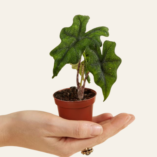 Alocasia Jacklyn