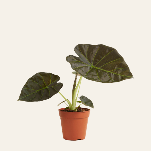 Alocasia Regal Shield