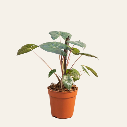 Alocasia Yucatan Princess