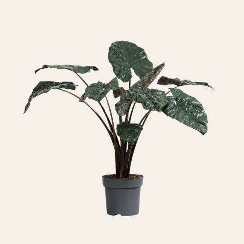 Alocasia Yucatan Princess