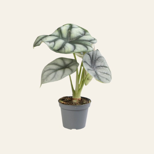 Alocasia Silver Dragon