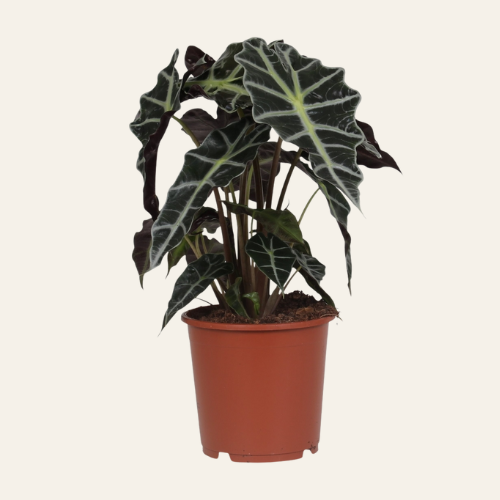 Alocasia Polly
