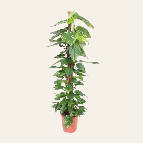 Epipremnum Aureum