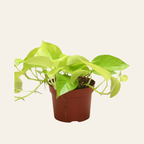 Epipremnum Golden Pothos