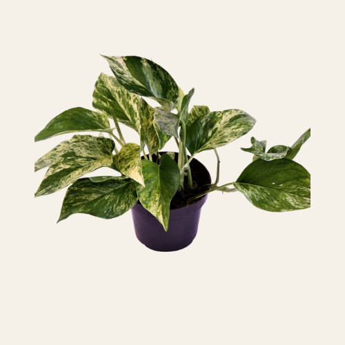 Epipremnum 'Marble Queen'