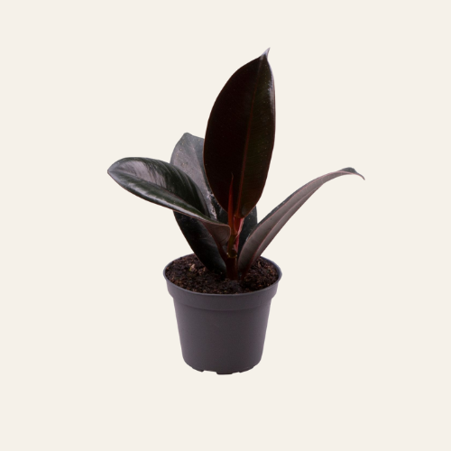 Ficus elastica 'Robusta'