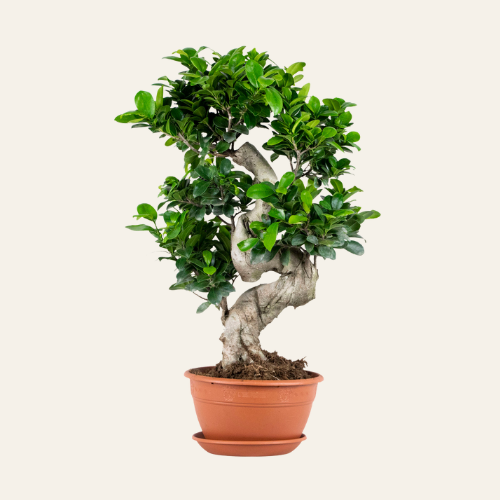 Ficus Ginseng Bonsai