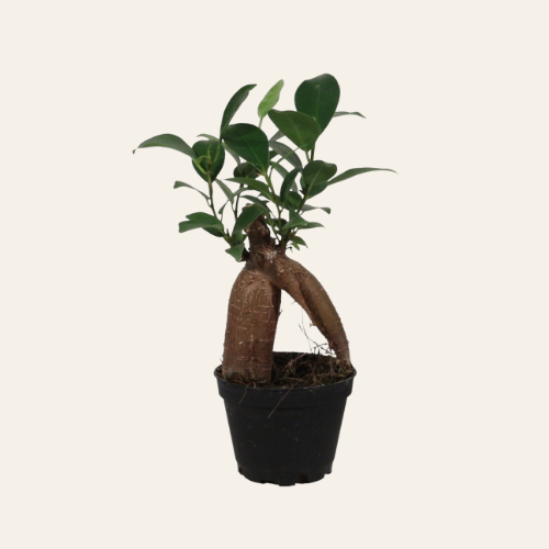 Ficus microcarpa Ginseng