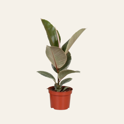 Ficus Elastica 'Tineke'