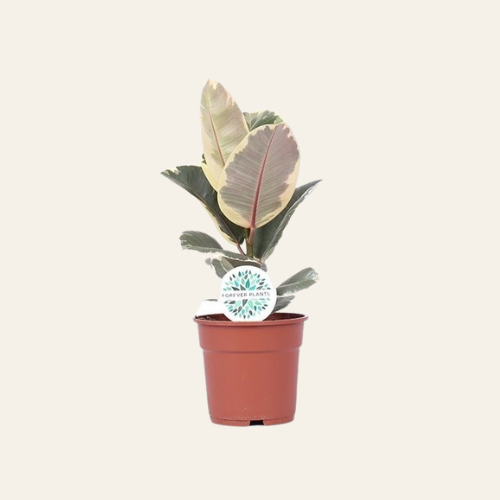 Ficus Elastica 'Tineke'