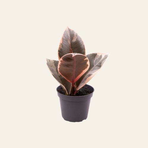 Ficus Elastica 'Tineke'