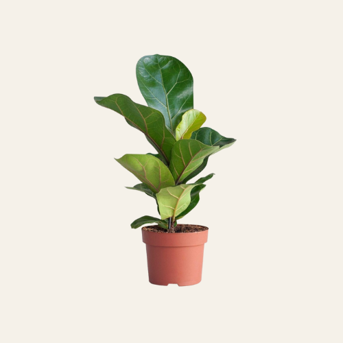 Ficus Lyrata