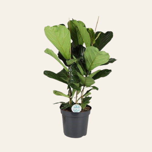 Ficus Lyrata