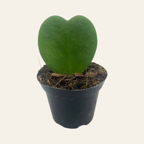 Hoya Kerrii
