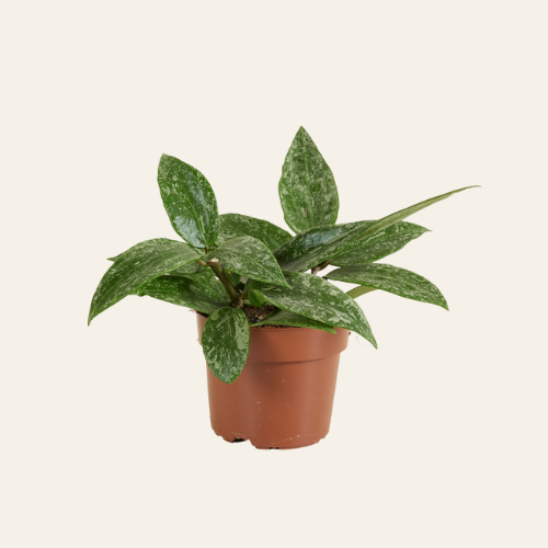 Hoya Rangsan Star of Borneo