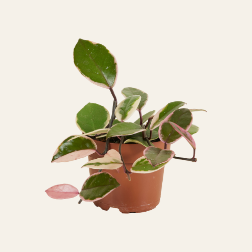 Hoya Flamingo Dream