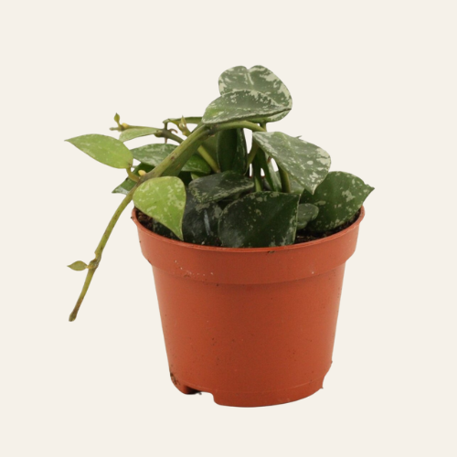 Hoya krohniana 'Splash'