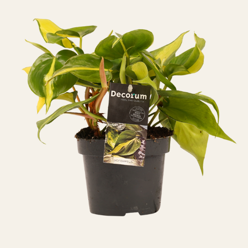 Philodendron Brazil