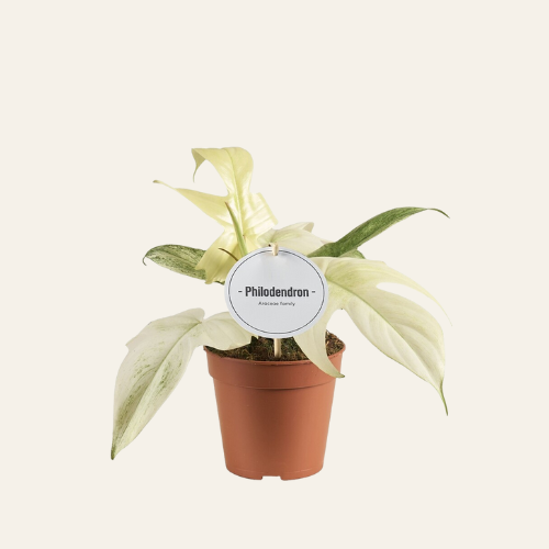Philodendron Florida Ghost