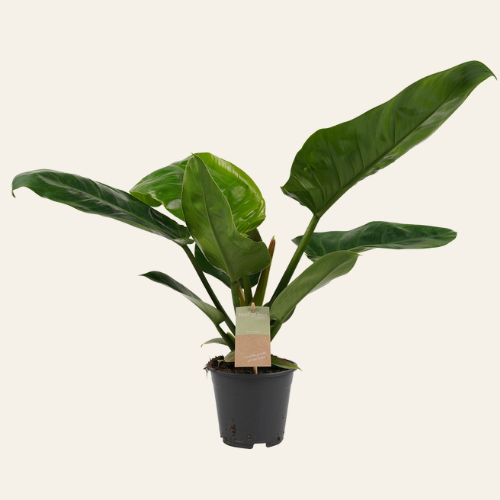 Philodendron 'Imperial Green'