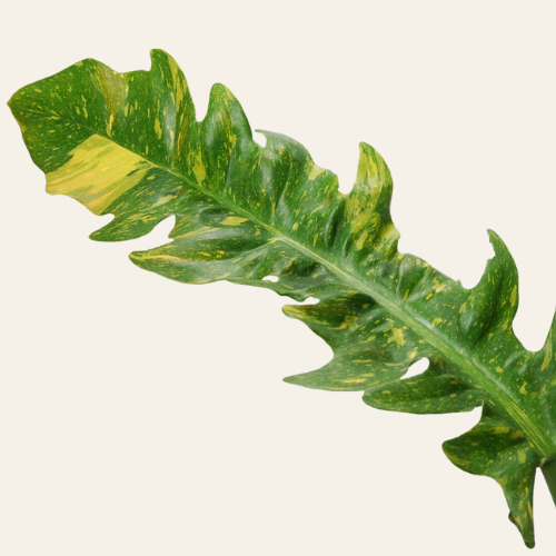 Philodendron narrow 'Ring of Fire'