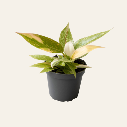 Philodendron narrow 'Ring of Fire'