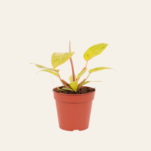 Philodendron Painted Lady