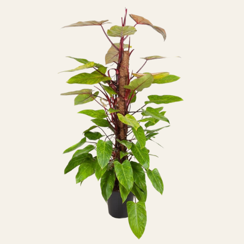 Philodendron Painted Lady