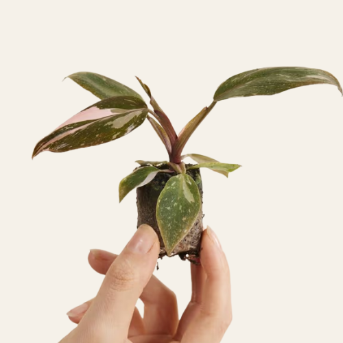 Philodendron Pink Princess
