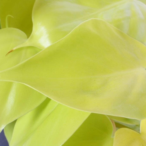 Philodendron scandens 'Micans Lime'