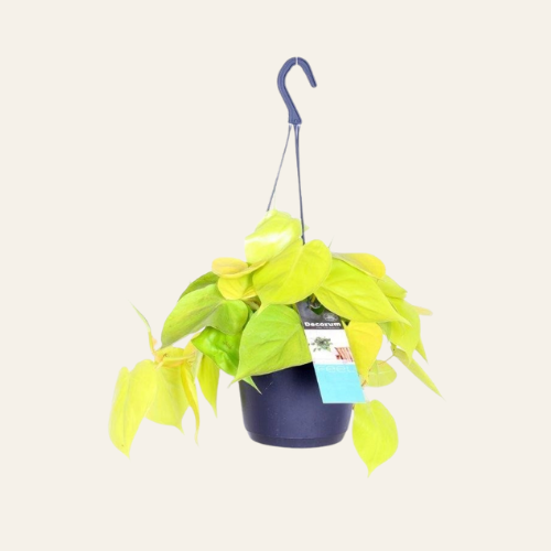 Philodendron scandens 'Micans Lime'