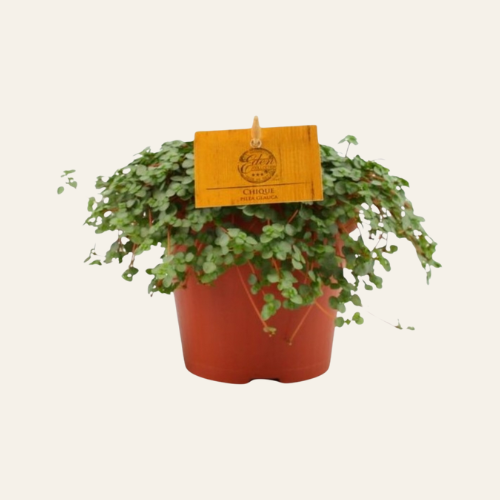 Pilea glaucophylla 'Greyzy'