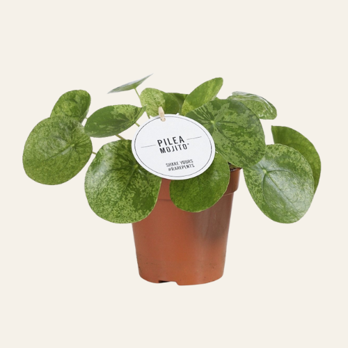Pilea Peperomioides Mojito