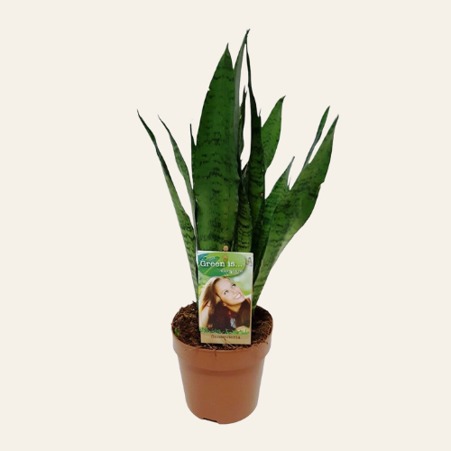 Sansevieria Zeylanica