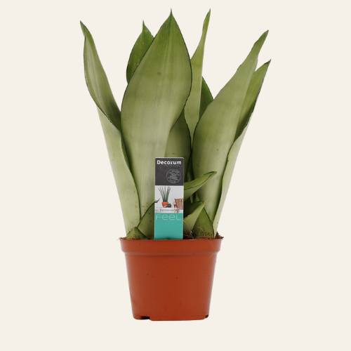 Sansevieria Moonshine