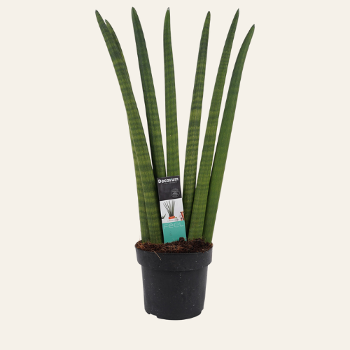 Sansevieria Cylindrica