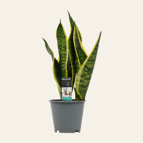 Sansevieria Superba