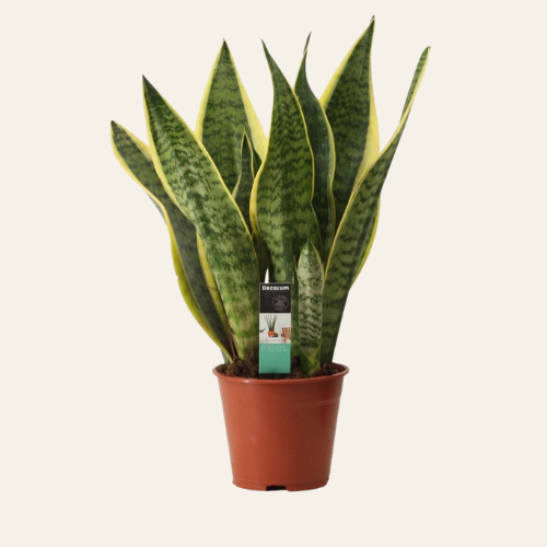 Sansevieria Superba