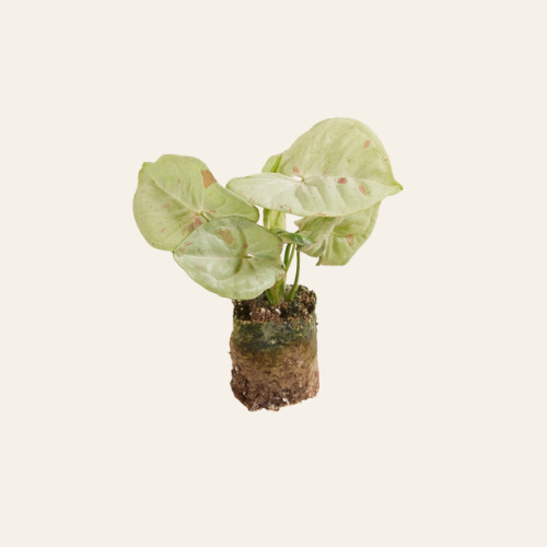 Syngonium 'Confetti'