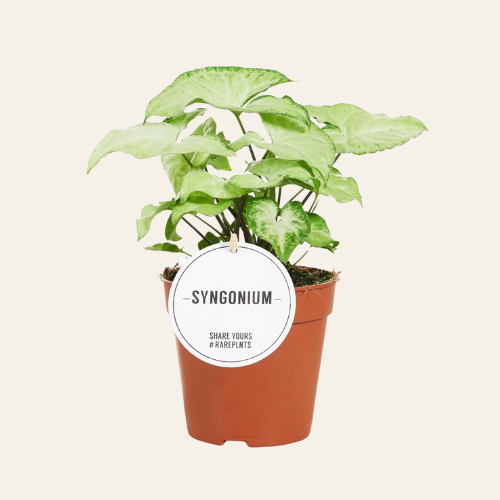 Syngonium 'White Butterfly'
