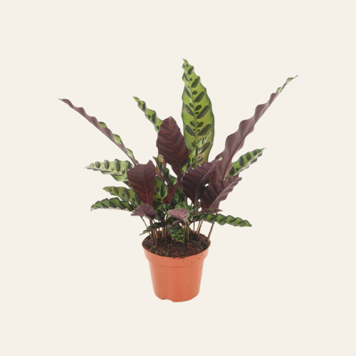Calathea Insignis