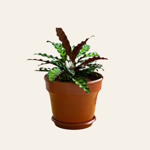 Calathea Insignis